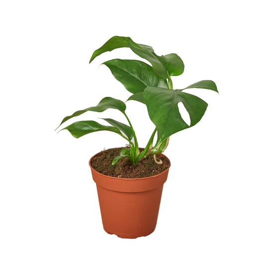 Philodendron Mini Monstera Minima 4" Plant (1pk/$2) ($6 Ship/15oz) House Plant Dropship 4" Pot Nursery Pot 