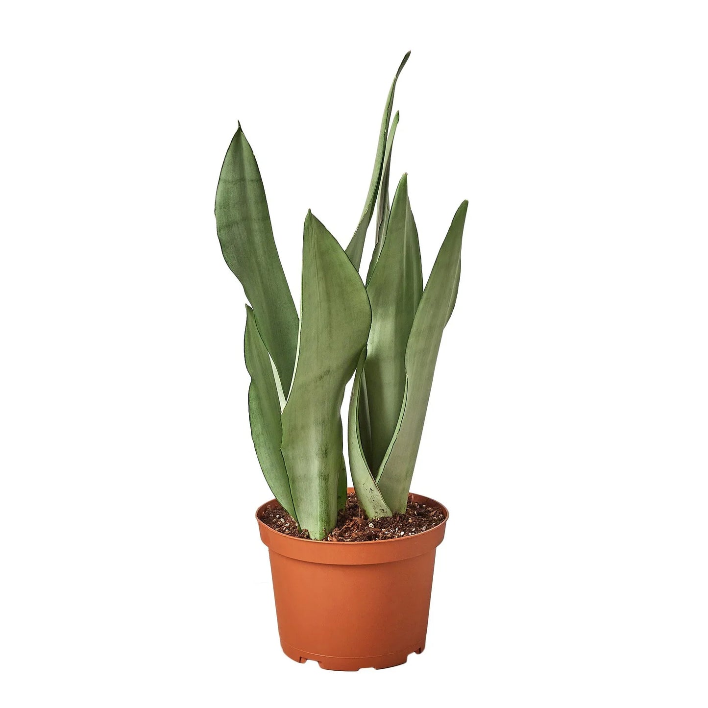 Snake Plant Moonshine Indoor Plants House Plant Dropship