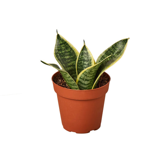 Snake Plant Laurentii Dwarf Indoor Plants House Plant Dropship