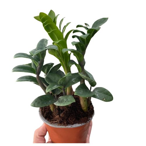 Dwarf ZZ Plant Default House Plant Dropship