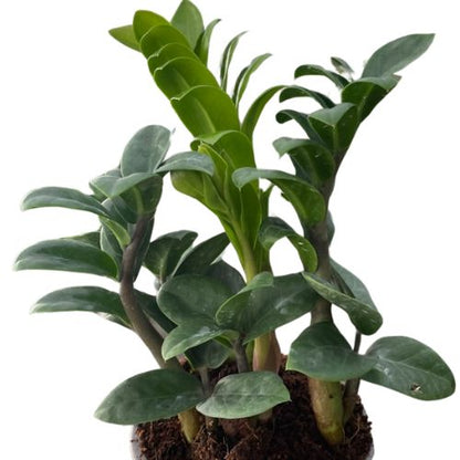 Dwarf ZZ Plant Default House Plant Dropship