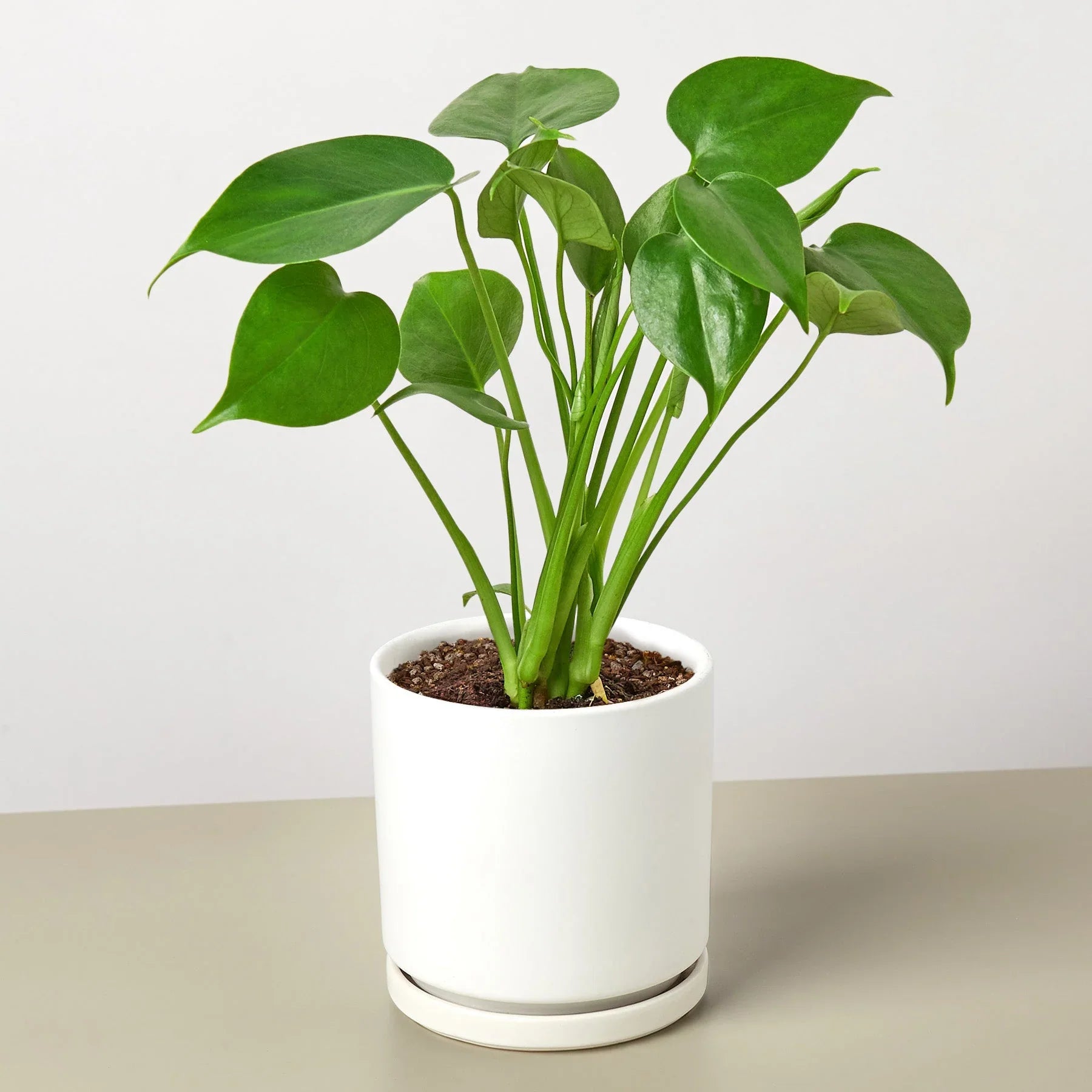 Philodendron Monstera Split-Leaf 4" Plant House Plant Dropship   