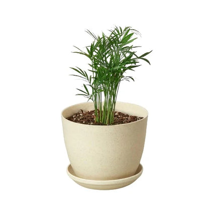 Parlor Palm Indoor Plants House Plant Dropship