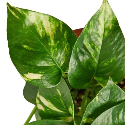 Pothos 'Golden' - Easy Care Green & Yellow Plant Indoor Plants House Plant Dropship