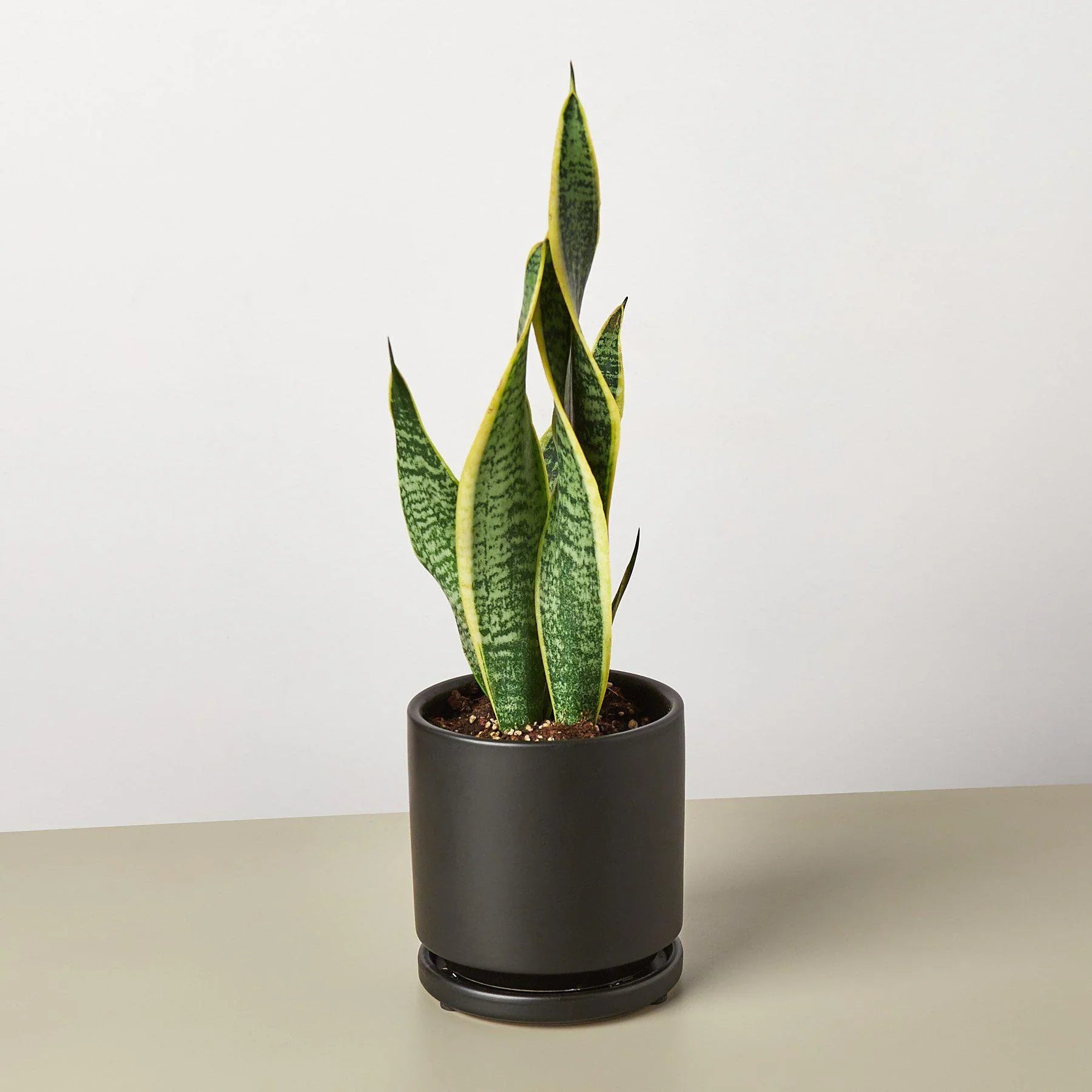 Snake Plant Laurentii Indoor Plants House Plant Dropship