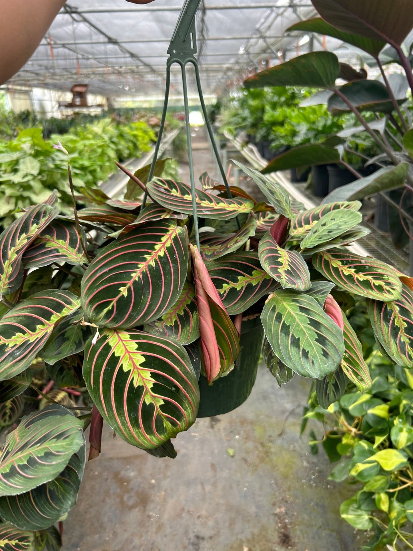 Maranta Red Prayer Default House Plant Dropship 8" Pot