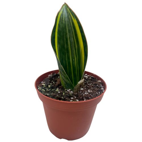 Variegated Shark Fin Snake Plant Indoor Plants House Plant Dropship