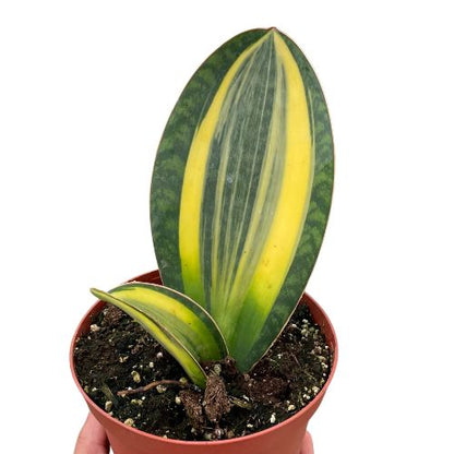 Variegated Shark Fin Snake Plant Indoor Plants House Plant Dropship