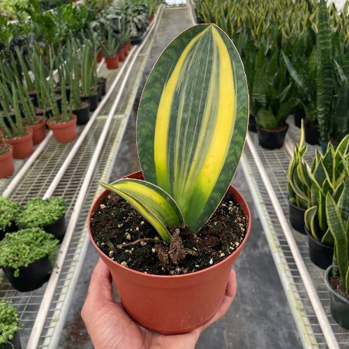 Variegated Shark Fin Snake Plant Indoor Plants House Plant Dropship