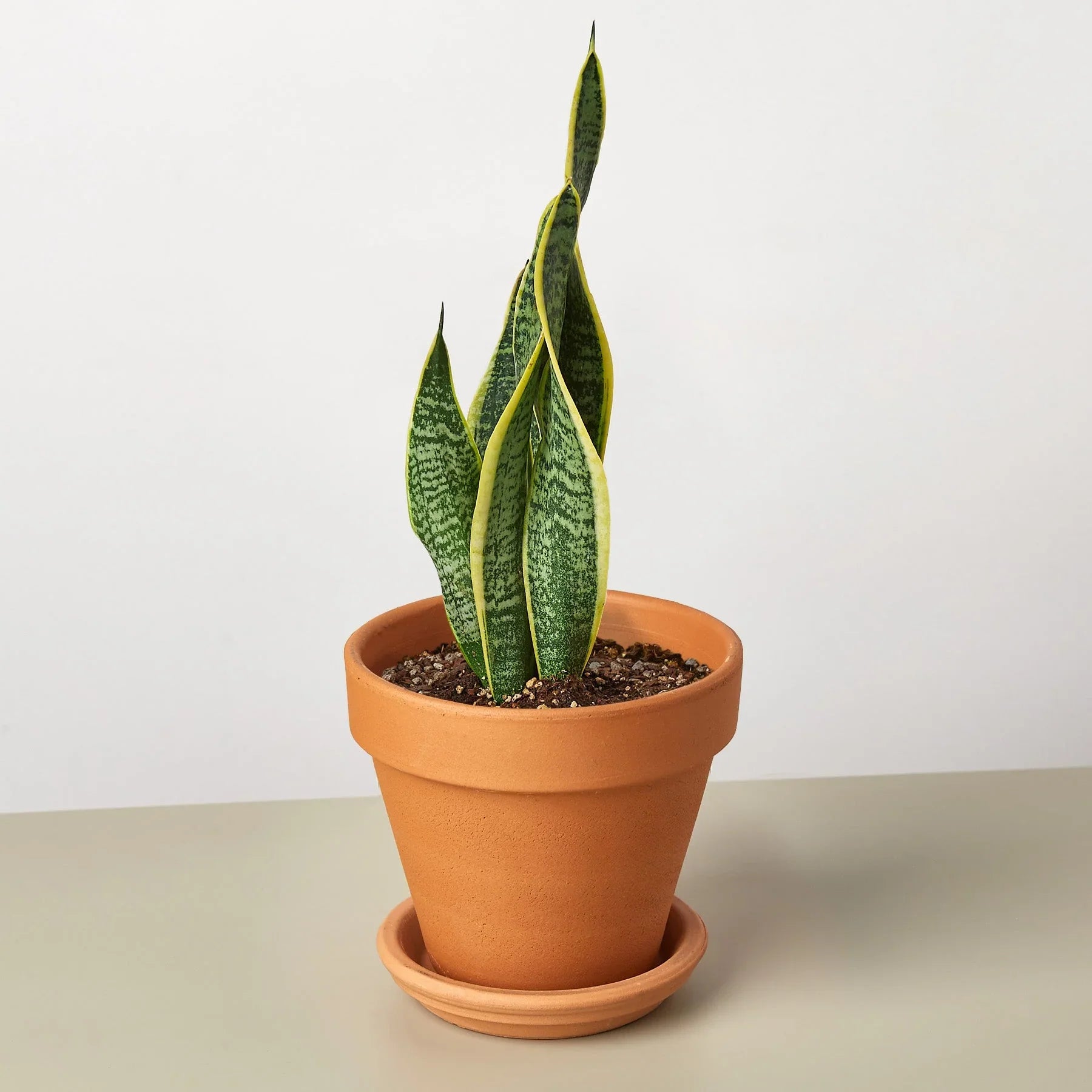 Snake Plant Laurentii Indoor Plants House Plant Dropship