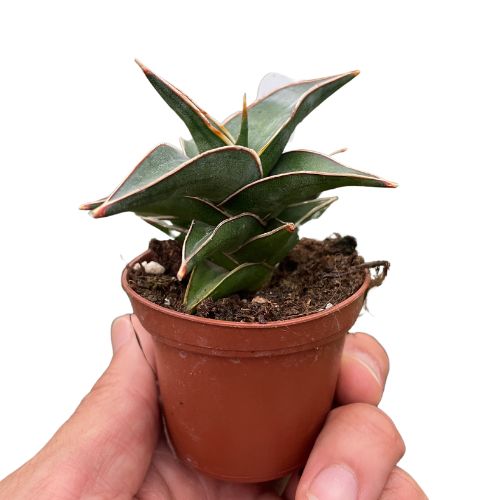 Snake 'Lavranos' Indoor Plants House Plant Wholesale