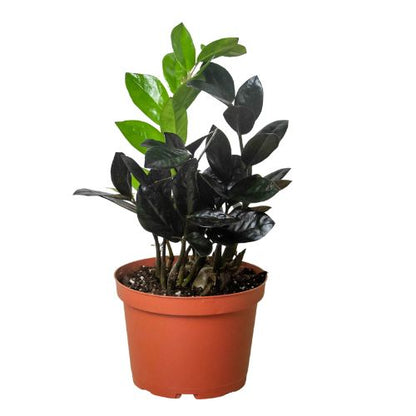 ZZ Zamioculcas 'Black Queen' Indoor Plants House Plant Dropship