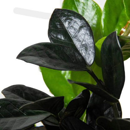 ZZ Zamioculcas 'Black Queen' Indoor Plants House Plant Dropship