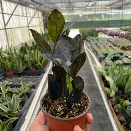 ZZ Zamioculcas 'Black Queen' Indoor Plants House Plant Dropship