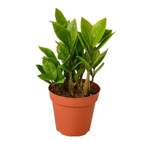 Zamioculcas Zamiifolia ZZ Plant Default House Plant Dropship 4" Pot Nursery Pot