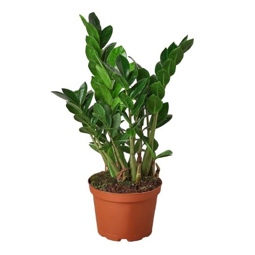 Zamioculcas Zamiifolia ZZ Plant Default House Plant Dropship 3" Pot Nursery Pot