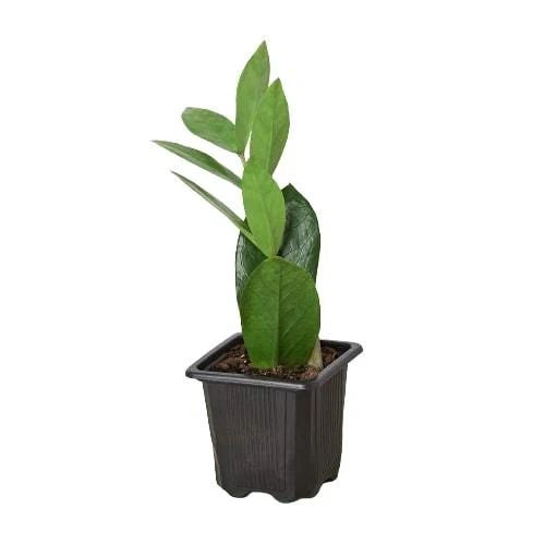 Zamioculcas Zamiifolia ZZ Plant Default House Plant Dropship