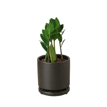 Zamioculcas Zamiifolia ZZ Plant Default House Plant Dropship 4" Pot Black Cylinder