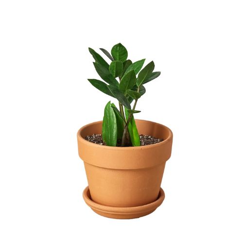 Zamioculcas Zamiifolia ZZ Plant Default House Plant Dropship 4" Pot Terra Cotta Standard