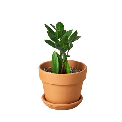 Zamioculcas Zamiifolia ZZ Plant Default House Plant Dropship 4" Pot Terra Cotta Standard