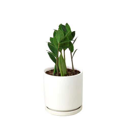 Zamioculcas Zamiifolia ZZ Plant Default House Plant Dropship 4" Pot White Cylinder