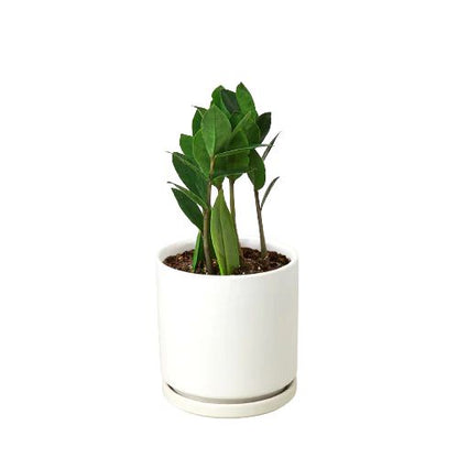 Zamioculcas Zamiifolia ZZ Plant Default House Plant Dropship 4" Pot White Cylinder