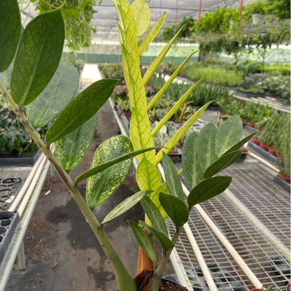 Zamioculcas 'Chameleon' House Plant Shop