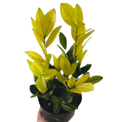 Zamioculcas 'Chameleon' House Plant Shop