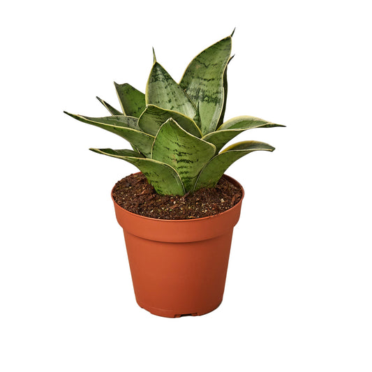 Snake Plant Starlight Indoor Plants House Plant Dropship