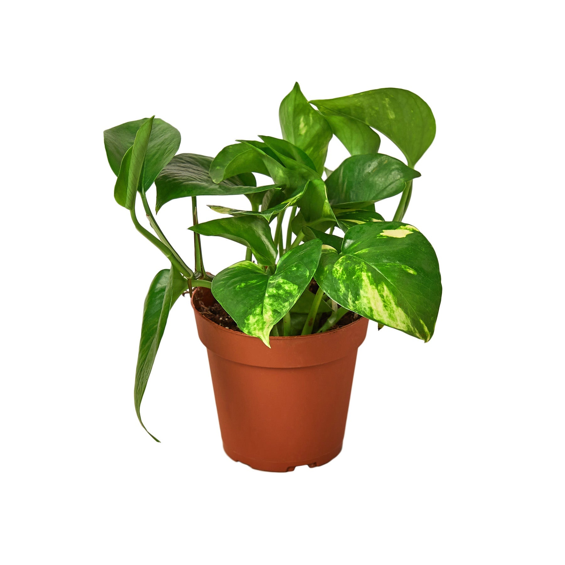 yellow variegated pothos Pothos 'Golden'