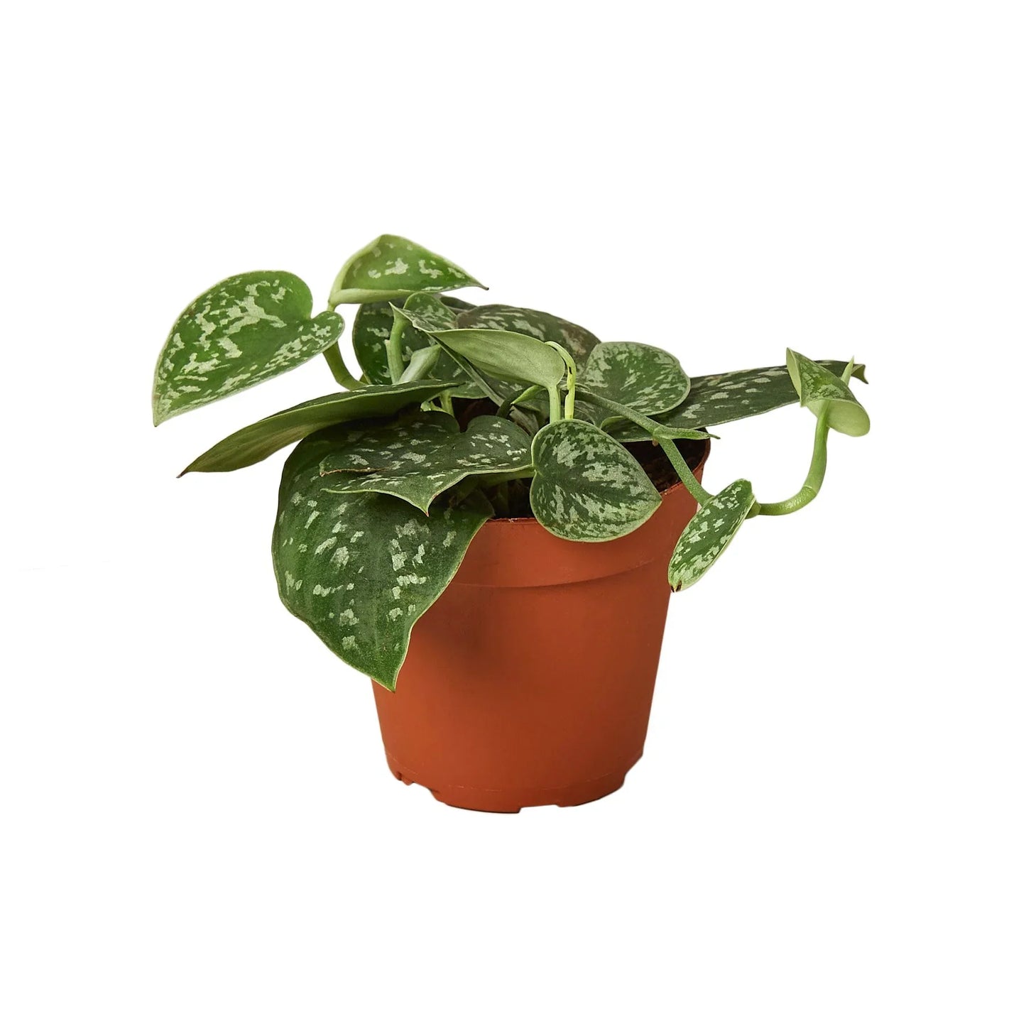 Pothos 'Satin' Indoor Plants House Plant Dropship   