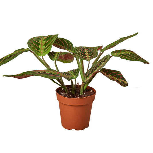 Maranta Red Prayer Default House Plant Dropship 4" Pot  