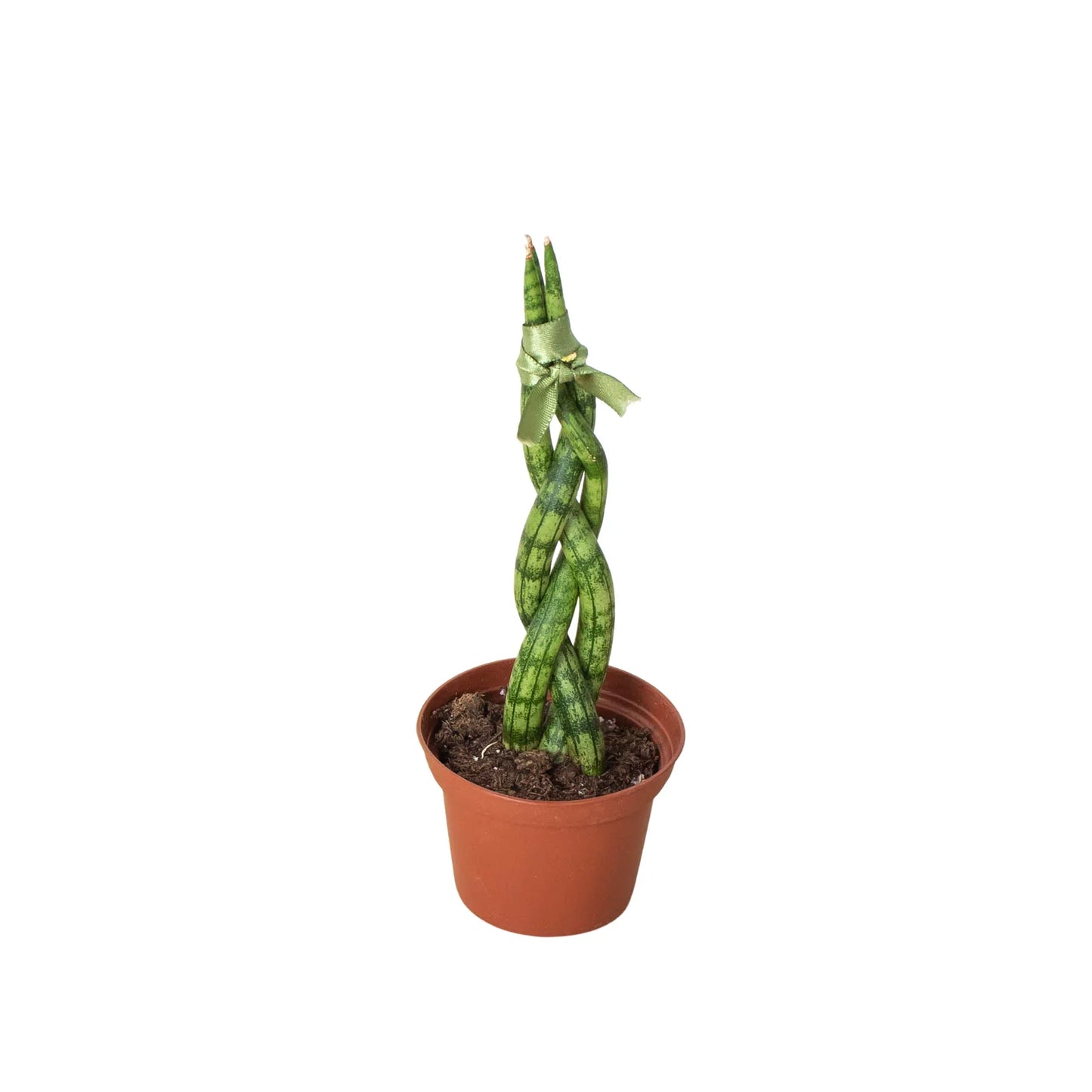 Snake Plant Braided Indoor Plants House Plant Dropship