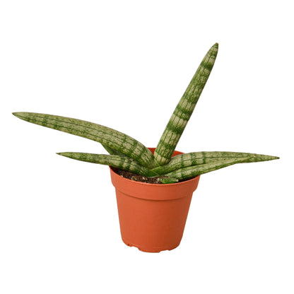 Snake Plant Starfish Indoor Plants House Plant Dropship