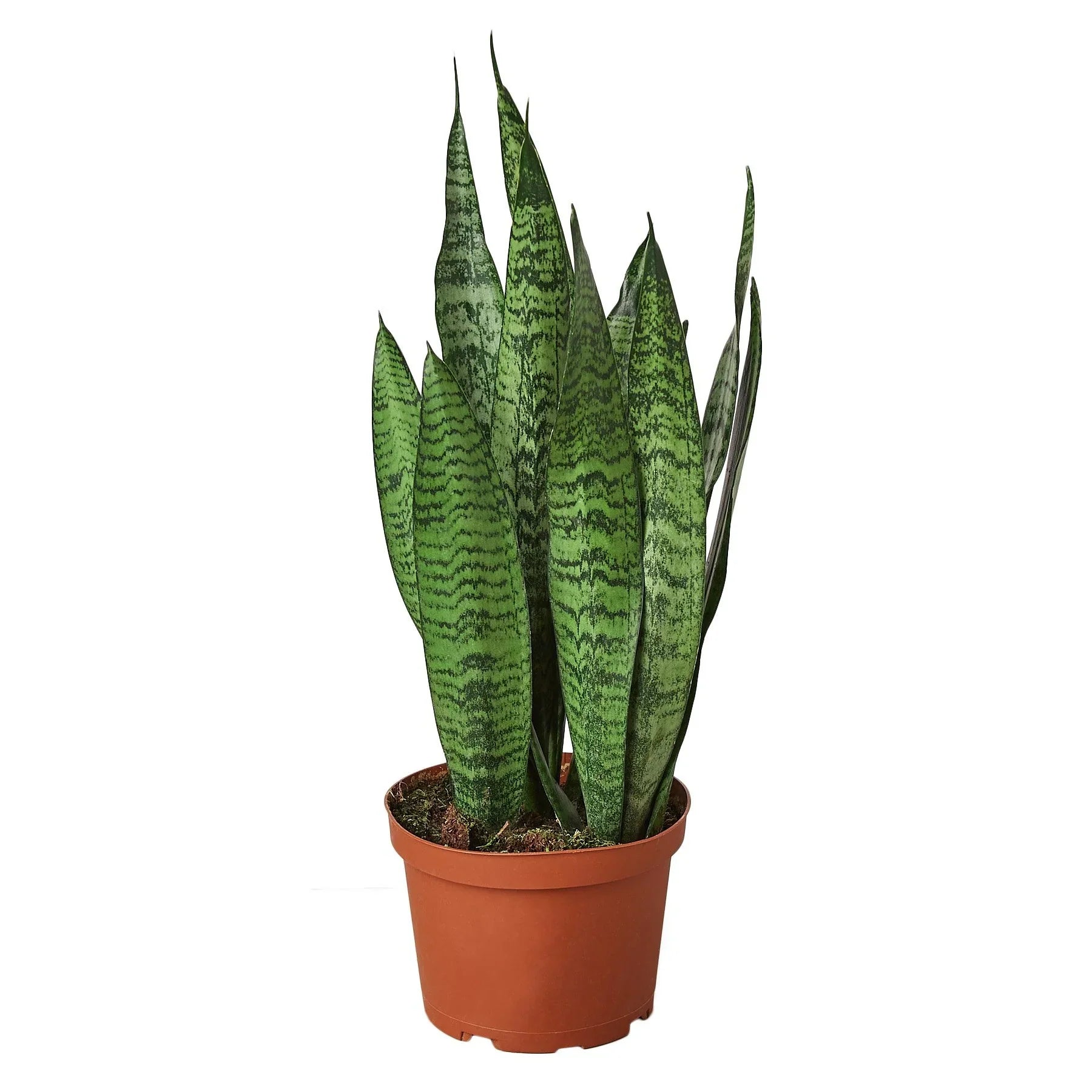 Snake Plant 'Zeylanica' Indoor Plants House Plant Dropship