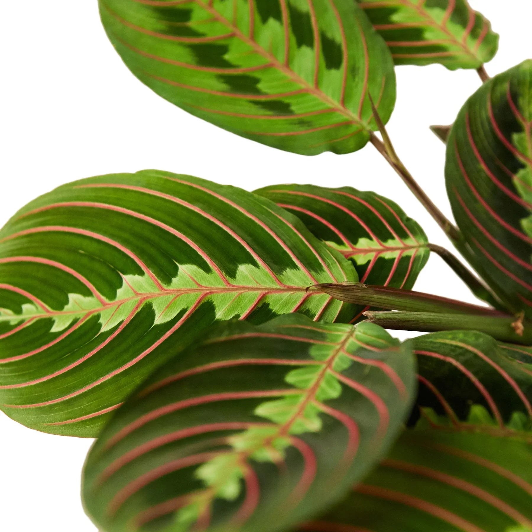 Maranta Red Prayer Default House Plant Dropship