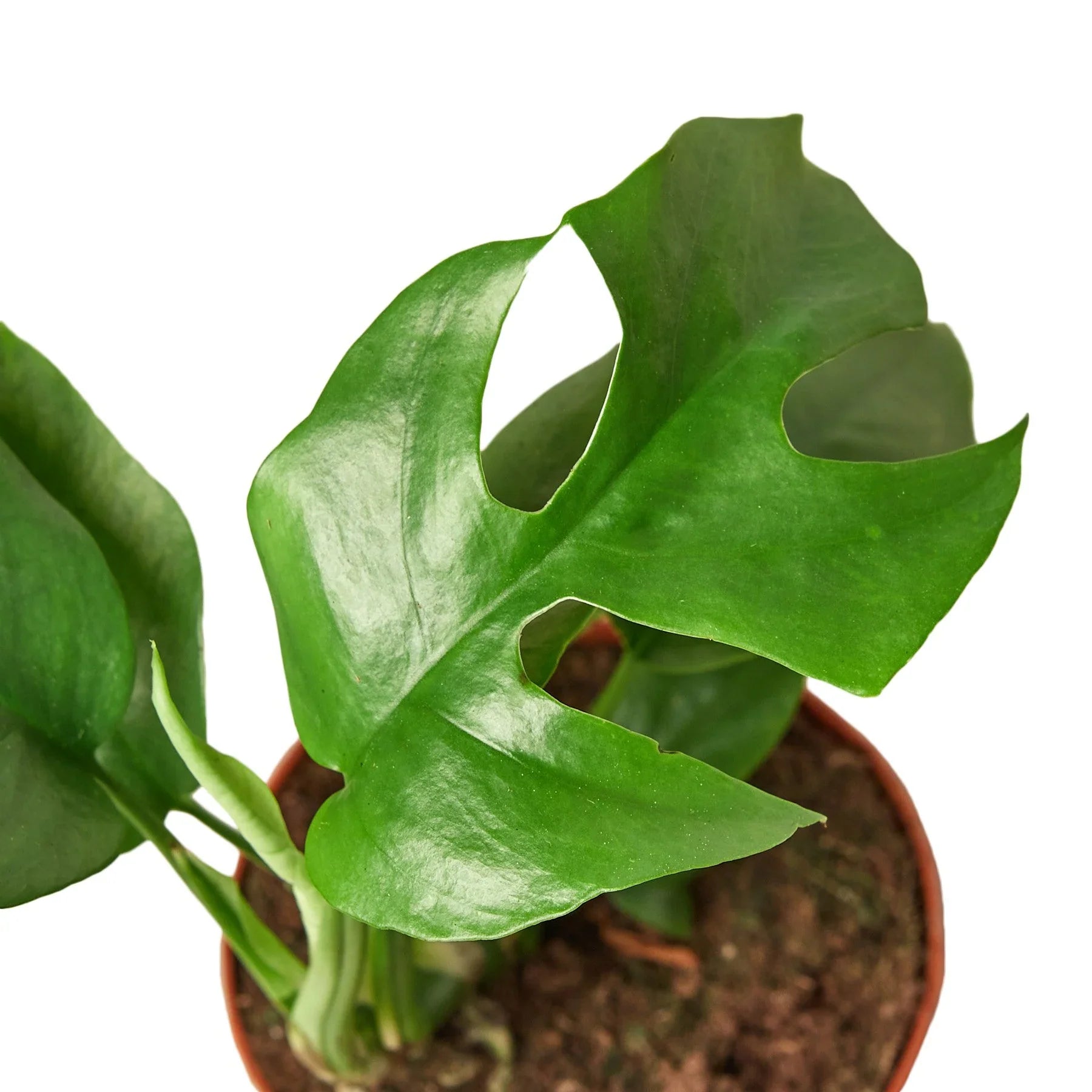 Philodendron Mini Monstera Minima 4" Plant (1pk/$2) ($6 Ship/15oz) House Plant Dropship   