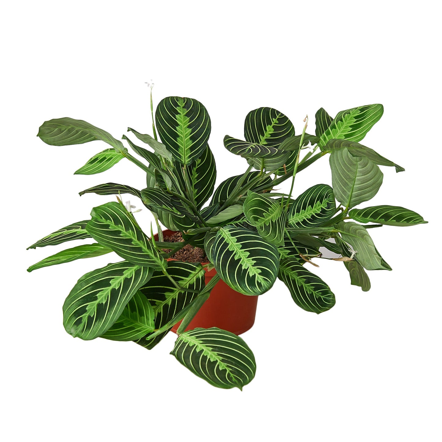 Maranta 'Lemon Lime' Default House Plant Dropship 4" Pot  