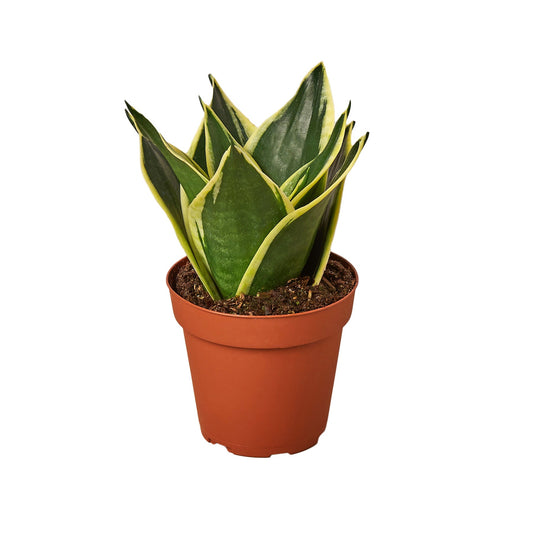 Snake Plant Black Gold Indoor Plants House Plant Dropship