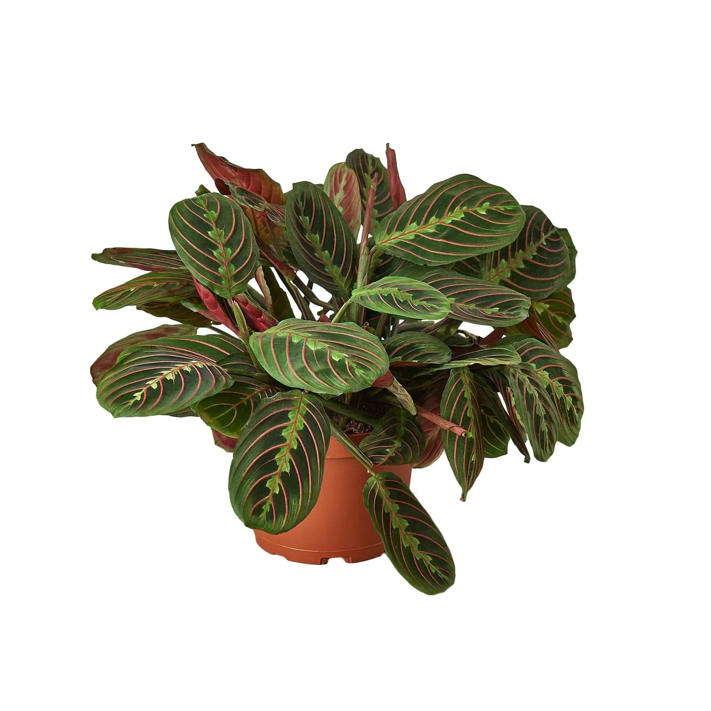 Maranta Red Prayer Default House Plant Dropship