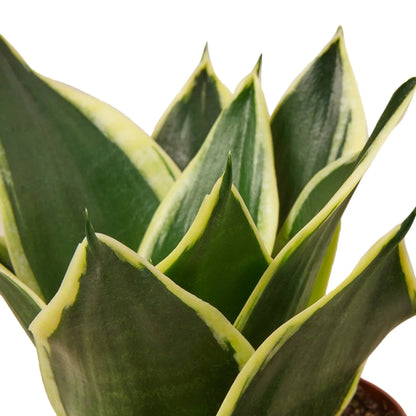 Snake Plant Black Gold Indoor Plants House Plant Dropship