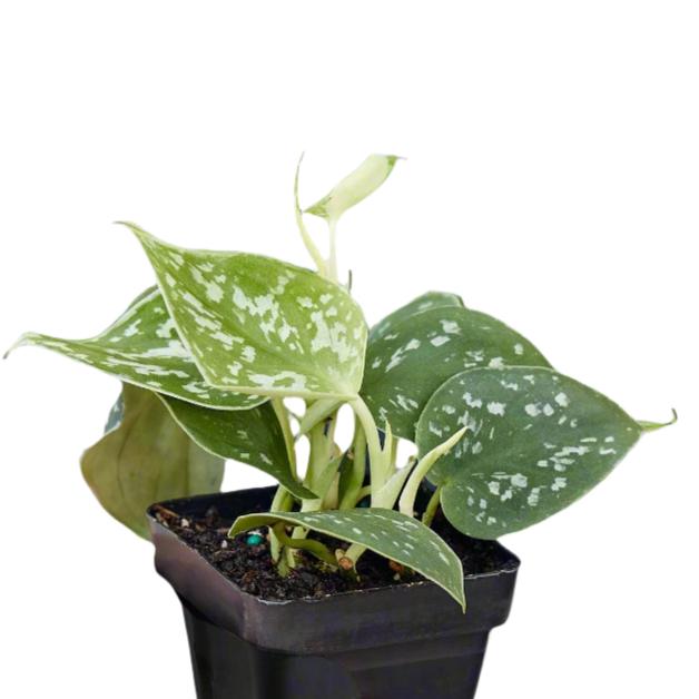 Pothos 'Satin' - Lush Green Vine with Silver Highlights Indoor Plants House Plant Dropship 3" Pot Nursery Pot