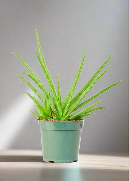 Aloe Vera  Plant Boxx Small ~10-14" tall and a 4" pot  