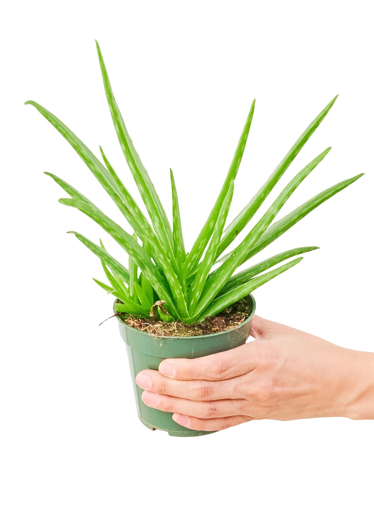 Aloe Vera  Plant Boxx   