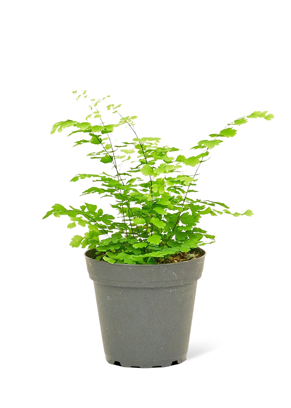 Maidenhair Fern (Small)  Plant Boxx   