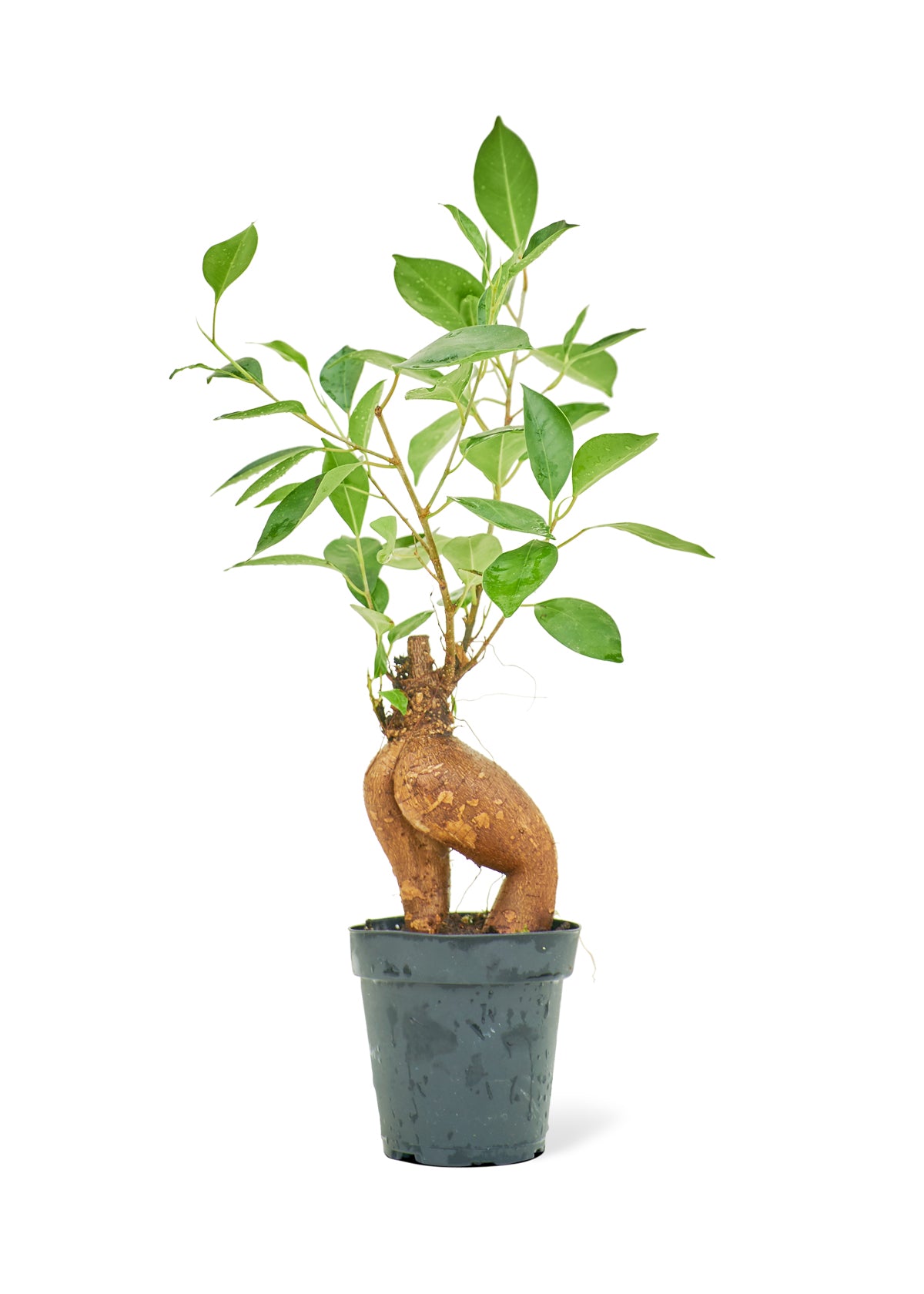 Ficus Ginseng (Small)  Plant Boxx   