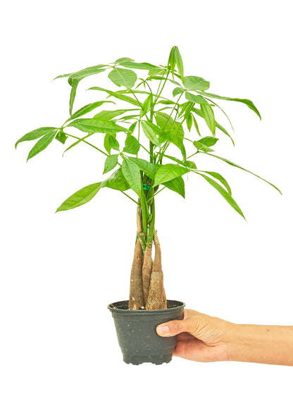 Braided Money Tree  Plant Boxx Small 4" Pot (12-18" tall)  