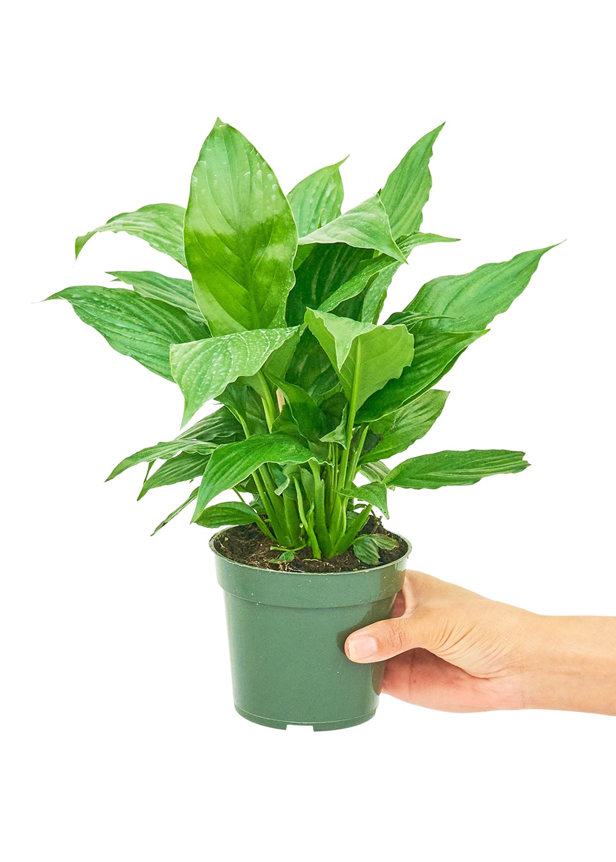 Peace Lily (Small)  Plant Boxx   