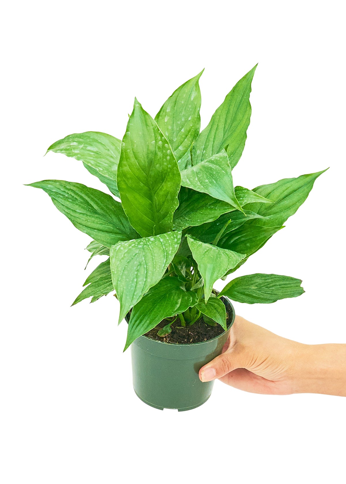 Peace Lily (Small)  Plant Boxx   