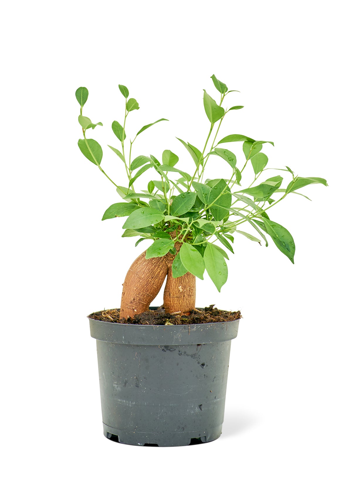 Ficus Ginseng (Medium)  Plant Boxx   